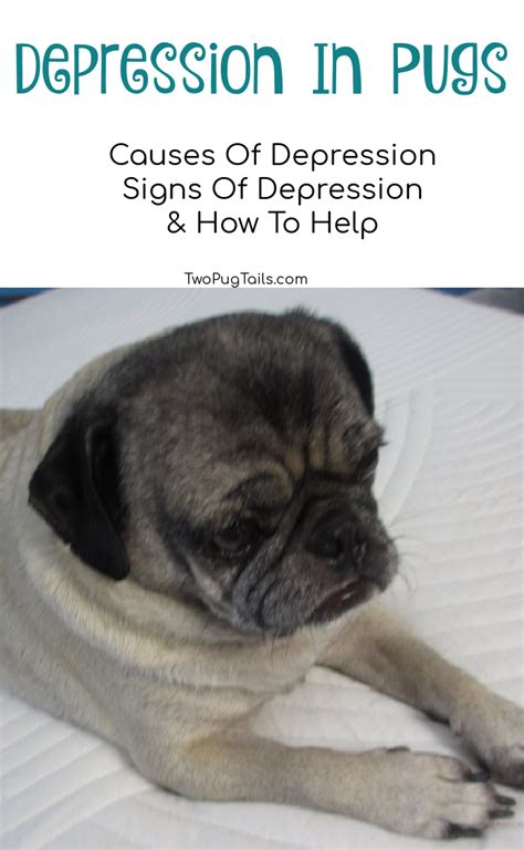 Pugs: The Magical Therapy Dogs for Children with Special Needs